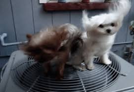 Résultat de recherche d'images pour "gif chaleur"