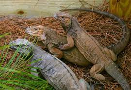 Russet Rhino Iguanas Reptiles And Amphibians Amphibians Animals