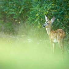 Parcul natural lunca mureşului este situat în vestul româniei, cu suprafeţe în judeţele arad şi timiş. Parcul Natural Lunca Muresului