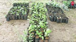 Some of the symptoms that there is if you did plant it too deep, you need to replant it. How To Replant Dead Branches Of Tree Here Is The Solution Mumbai Live Youtube
