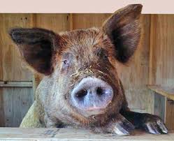 Our prosciutto is considered by many to be the best in america. Misery Loves Company Raising A Tamworth Pig Countryside