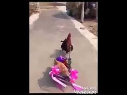 قمري شل بنتنا youtube