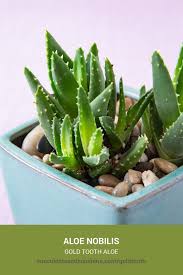 Image result for Aloe nuttii