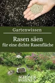 Wann also den rasen säen? Bekommen Dichte Eine Rasen Rasenflache Saen Sie Rasen Saen So Bekommen Sie Eine Dichte Rasenflache Ra Rasen Rasen Anlegen Garten Landschaftsbau