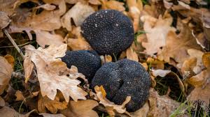 Begin planting these in your growing area. Growing Truffles 10 Tips For A Successful Truffle Farming Alma Gourmet S Blog