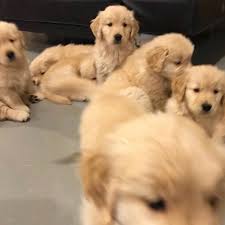 Venta De Cachorros Golden Retriever Labrador Retriever Home Facebook