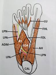 نتیجه جستجوی لغت [accessorius] در گوگل