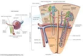 Nephron Definition Function Structure Diagram Facts Britannica