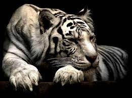 Siberian White Tiger Wallpaper 2021 Live Wallpaper Hd Animal Wallpaper Animals Tiger Wallpaper