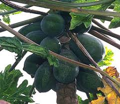 As we are orchardists and grow most of the varieties we sell we can give you expert advice on what varieties will suit your environment, how to grow them, where to grow them and when the fruit will ripen. Fruit Trees For Small Gardens