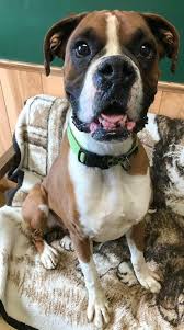 Adopt boxer dogs in california. Boxer Dog Rescue Dogs Boxers Mastiffs Bullmastiffs Shelters Adopt Home Facebook