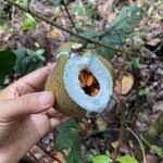 Image result for Gardenia imperialis