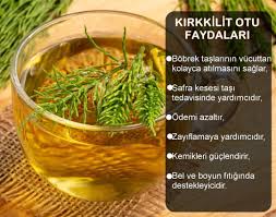 45 Begenme 0 Yorum Instagram Da Bitki Diyari Dogaliksirler Kirkkilit Otu Genellikle Bir Ot Olarak Kabul Edilir Kirkkilit Otunun Ku In 2020 Herbs Plants Food