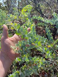 Image result for Acacia podalyriifolia