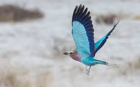 All of namibia's 40+ species of raptor, including all namibian vultures and 12 eagles are in etosha and the park is listed as an important bird area. Grand Namibia Birds Wildlife Landscapes Tour 2021 Naturalist Journeys