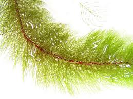 Image result for Triplophyllum heudelotii