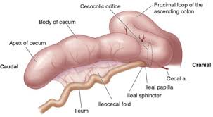 Caecal Volvulus | Intechopen