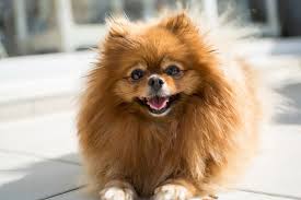 The Best Small Dog Breeds For Tight Spaces