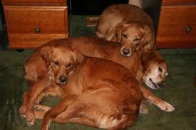 Newest oldest price ascending price descending relevance. Fern Hill Goldens Tn Golden Retriever Fern Hill Retriever