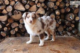 Check spelling or type a new query. Australian Shepherd Puppy For Sale Near Akron Canton Ohio Ceec16ad 4af1