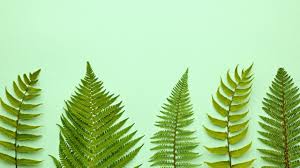 Mengenal Ciri Ciri Tumbuhan Paku Pteridophyta Kelas Pintar