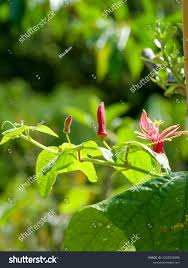 Image result for Passiflora sanguinolenta