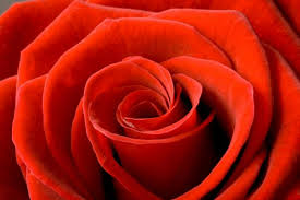 Nog geen verrassing voor uw valentijn? Rozen Voor Valentijn Of Valentijn
