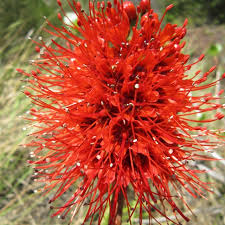 Image result for Greyia