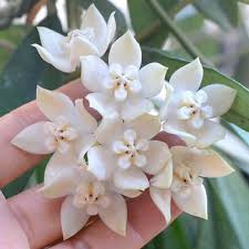 Image result for Hyparrhenia griffithii