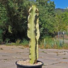 Image result for Euphorbia zambesiana