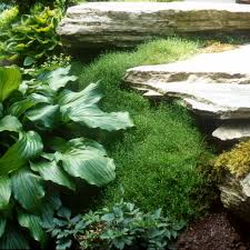 Irish moss is a wonderful ground cover, especially when combined with natura. Sagina Subulata Perennial Resource