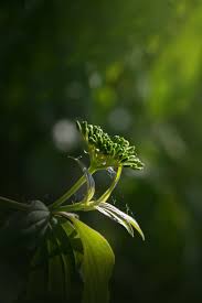 Photo Just As Always Taken And Edited By Me In 2020 Spring Photography Nature Nature Photography Spring Photography