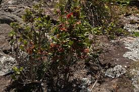 Image result for Ochna stolzii