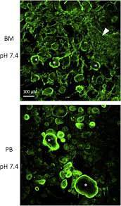 Maybe you would like to learn more about one of these? The Number Of Stromal Cells In Bm And Pb Cultures Mononuclear Cells Download Scientific Diagram