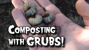 Grubs er enorme, fede, bleg kødfulde tan og ødelægge rodsystemerne. Composting With Worms Grubs Youtube