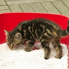 Your immune system tries to flush the allergens out of your system by making you sneeze, cough, itch, or have watery eyes. 9 Best Cat Litter 2021 The Strategist New York Magazine