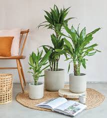Image result for Dracaena steudneri