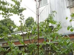 葉が育たないカツラの枝について カツラをシンボルツリーにしています ガーデニング 家庭菜園 教えて Goo