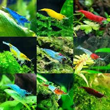 Shrimp Tank In 2020 Shrimp Tank Freshwater Aquarium Plants Red Cherry Shrimp