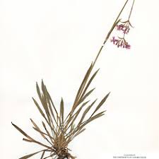 Image result for Viscum shirense