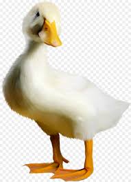 Kartun bebek kecil kuning digambar tangan gambar unduh gratis. Bebek Angsa Burung Gambar Png