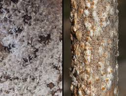 Image result for puklice švestková obrázek