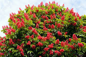 Horse chestnut is a large tree known for showy flowers in may. Blooming Red Horse Chestnut Tree With Red Flowers Stock Photo Picture And Royalty Free Image Image 86364457