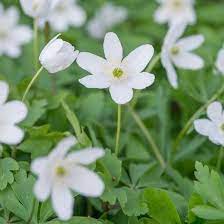 Anemone Nemorosa Wood Anemone Lady S Nightcap Moonflower Nightcaps Old Woman S Nest Wind Flower Wood Crowfoot Wood Wood Anemone Anemone Anemone Flower