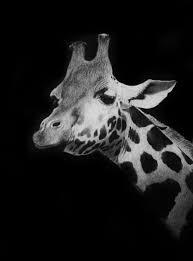 Black And White Photos Of Animals In Shadows Drawing On Black Paper Pencil Drawings Of Animals Black Paper Drawing Color Pencil Art