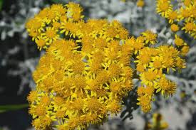 Image result for Helichrysum lastii