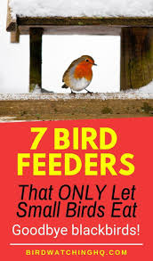 Best Bird Feeders For Small Birds 7 Best Bird Feeders For Small Birds In My Backyard 2020 Bird Watching Hq Best Bird Feeders Bird Feeders Bird