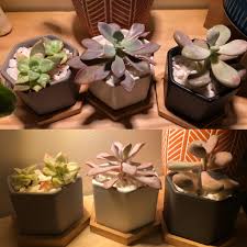 Maybe you would like to learn more about one of these? Bottom Trio After One Week Of Grow Lights Succulents