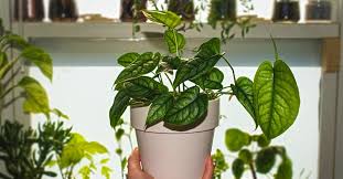 Дорама монстр / monster / beyond evil / 괴물 / gwemul. Monstera Siltepecana Not Growing Care You Re Doing Wrong