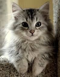 Real Men Love Cats Too Guzel Kediler Evcil Hayvanlar Hayvanlar